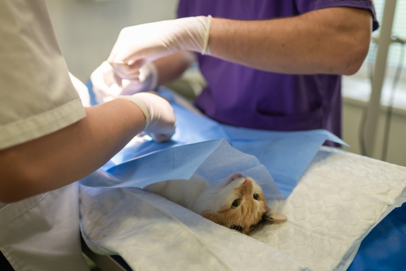 veterinaire-LE CASTELLET-min_health-4385852